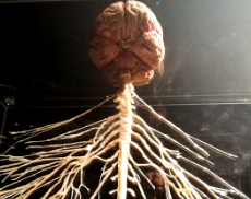 Learn about the brain and nervous system