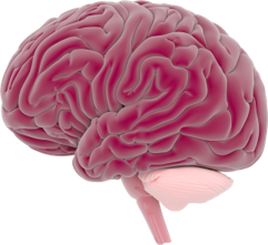 cartoon image of brain