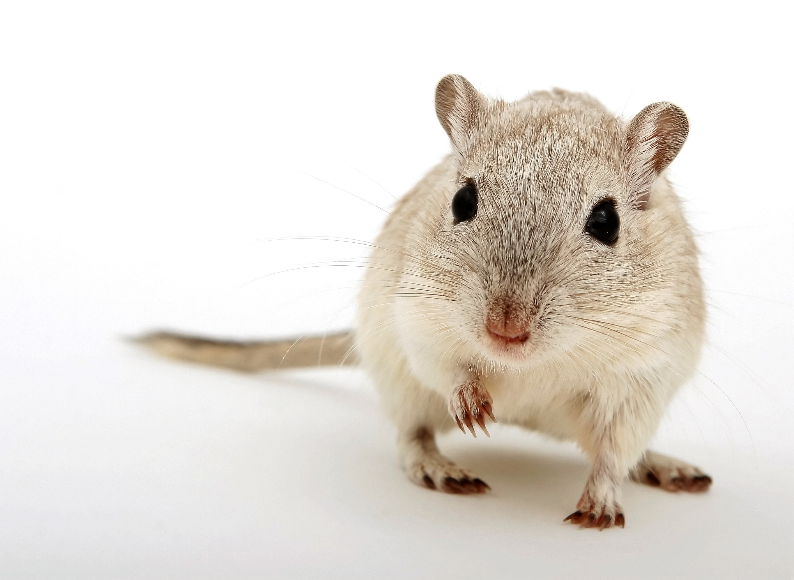 Photo of lab mouse