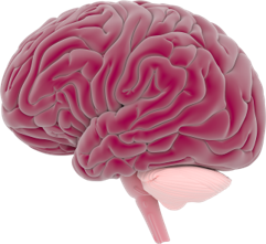 Cytokines role in memory