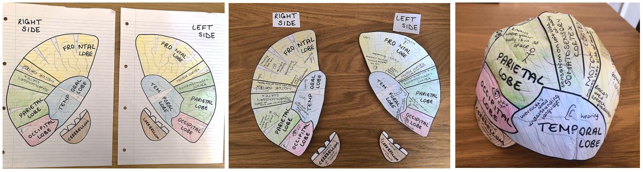 brain template printable