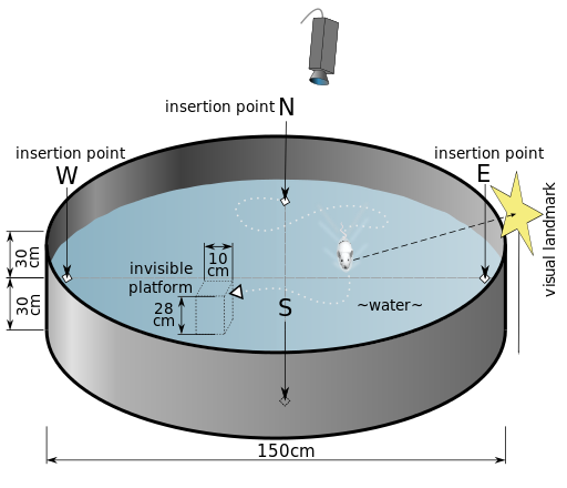 Schematic drawing of the Morris water navigation task for rats. Author: Samueljohn.de