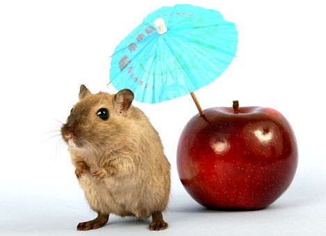 mouse with apple and cocktail umbrella