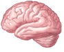 brain