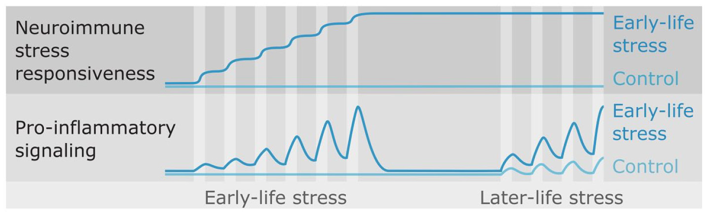neuroimmune stress response