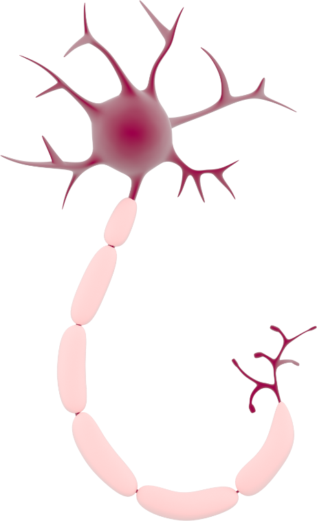 neuron