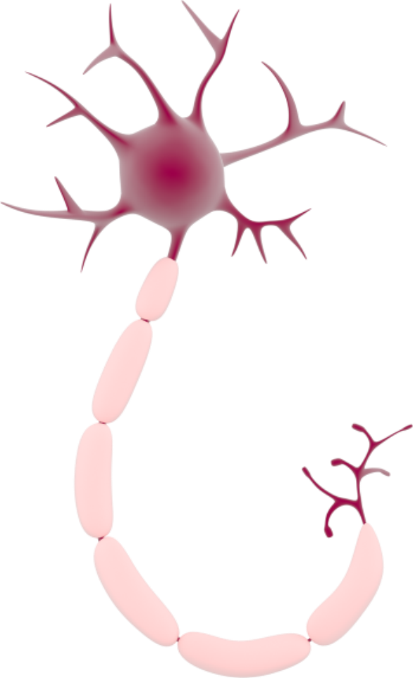 cartoon of a neuron