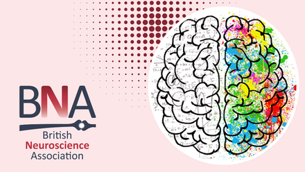 Neuroscience Teaching (1).png