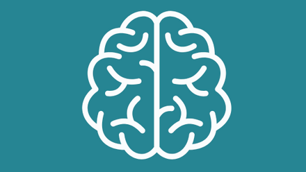Brain anatomy.png 1
