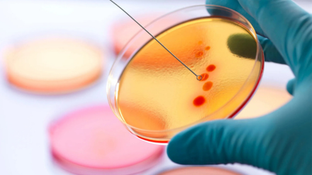 Organoids.png