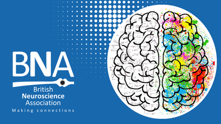 Neuroscience Teaching.png 1